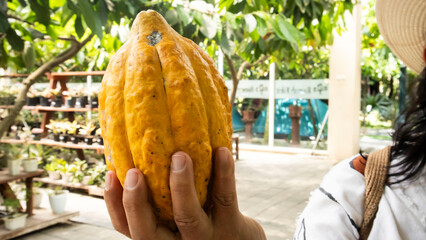 hand holding a chocolate fruit © Salouw