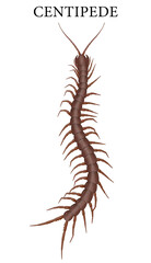 Illustration of a small insect with many legs, the centipede
