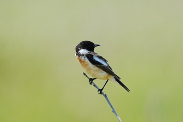 Obraz premium 枝に止まるノビタキ