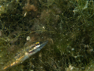 Juvenile Pike Camouflaged in Underwater Vegetation