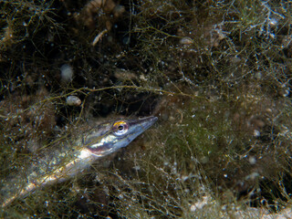 Juvenile Pike Camouflaged in Underwater Vegetation