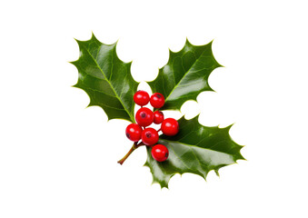 christmas holly leaf and berry isolated on white or transparent png