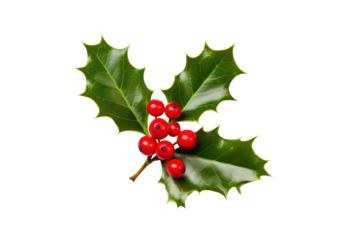 christmas holly leaf and berry isolated on white or transparent png