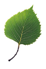 Fototapeta premium A single green leaf with detailed veins and serrated edges.