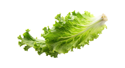 Crisp and Fresh Green Leaf Lettuce Isolated on a White Background