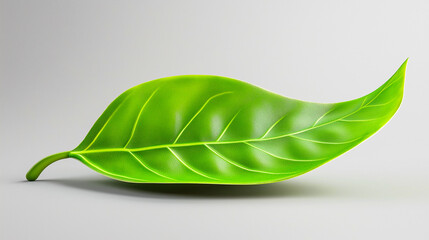Green leaf on a white studio background