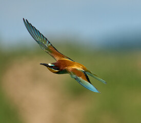 Flying european bee-eater bird