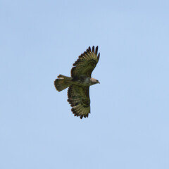 Buzzard in flight against sky
