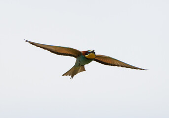 Flying european bee-eater bird