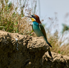European bee-eater calling on cliff