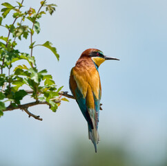 Bee-eater resting on tree branch