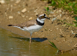 Little ringed plover on mud ground