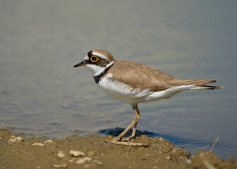 Little ringed plover on mud ground