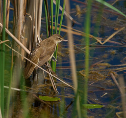 Great reed warbler in wetland reeds