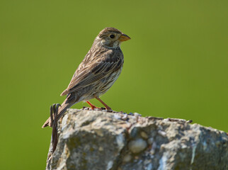Corn bunting perched on stone