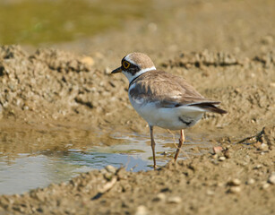 Little ringed plover on mud ground