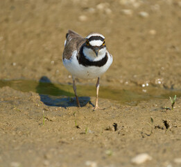 Little ringed plover on mud ground