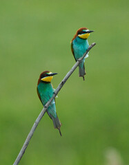 Pair of bee-eaters perched on branch