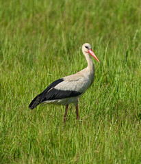 Fototapeta premium White stork in green grass