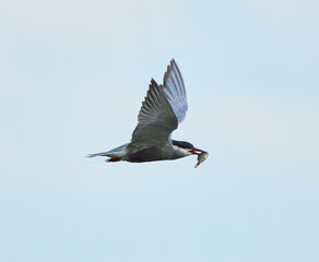 Whiskered tern flying with fish catch