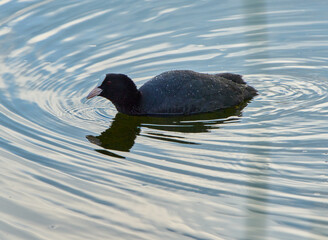 Eurasian coot swimming on still lake