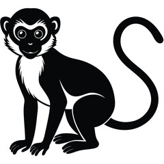 Fototapeta premium vervet monkey vector