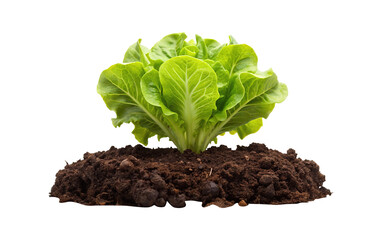 Fresh green lettuce growing in dark, fertile soil against white background
