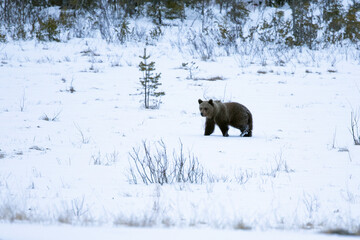 A male grizzly bear roaming around his territory in northern Finland on a very cold and snowy...