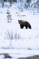 A male grizzly bear roaming around his territory in northern Finland on a very cold and snowy...
