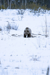 Obraz premium A male grizzly bear roaming around his territory in northern Finland on a very cold and snowy afternoon.