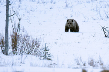A male grizzly bear roaming around his territory in northern Finland on a very cold and snowy...