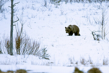 A male grizzly bear roaming around his territory in northern Finland on a very cold and snowy...