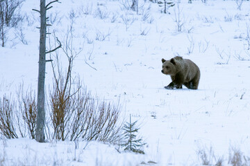 A male grizzly bear roaming around his territory in northern Finland on a very cold and snowy...