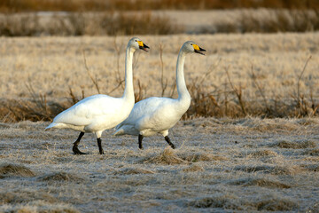Male and female Whooper Swans performing courtship display on a frosty morning in Northern Finland.