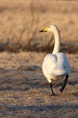 Whooper Swan on a cold steppe in northern Finland in the last light of the evening