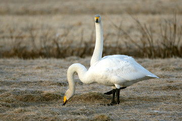 Whooper Swan on a cold steppe in northern Finland in the last light of the evening