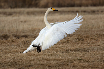 Whooper Swan on a cold steppe in northern Finland in the last light of the evening