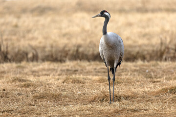 Common crane in a steppe in northern Finland, in the last light of the evening