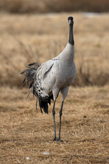 Common crane in a steppe in northern Finland, in the last light of the evening