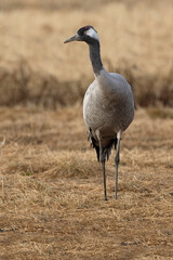 Common crane in a steppe in northern Finland, in the last light of the evening