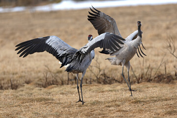 Male and female Common cranes performing mating dances on a cold morning in Northern Finland