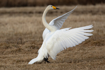 Whooper Swan on a cold steppe in northern Finland in the last light of the evening