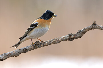 Male Brambling in a birch forest in the last light of the evening