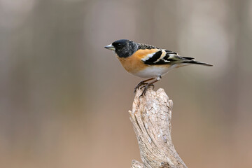 Male Brambling in a birch forest in the last light of the evening