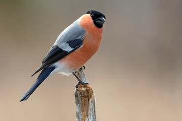 Male Eurasian bullfinch in a pine and birch forest in northern Finland, in the last light of the...
