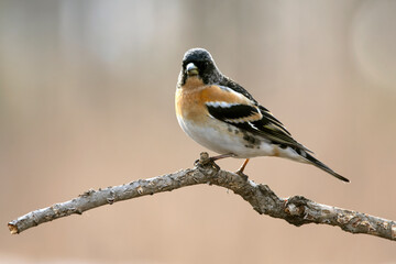 Male Brambling in a birch forest in the last light of the evening