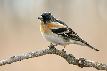 Male Brambling in a birch forest in the last light of the evening