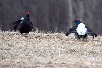 Two male black grouse challenging each other on their lek during the mating season at first light.