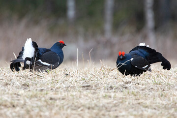 Two male black grouse challenging each other on their lek during the mating season at first light.