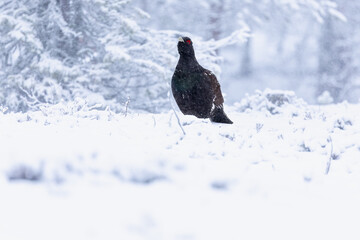 Male Capercaillie at his lek on a day with heavy snowfall at first light of sunrise in a northern birch and pine forest trying to attract females with his mating dance.